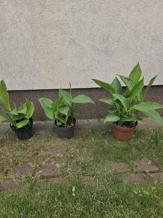 Canna,pieciorecznik,kłącza