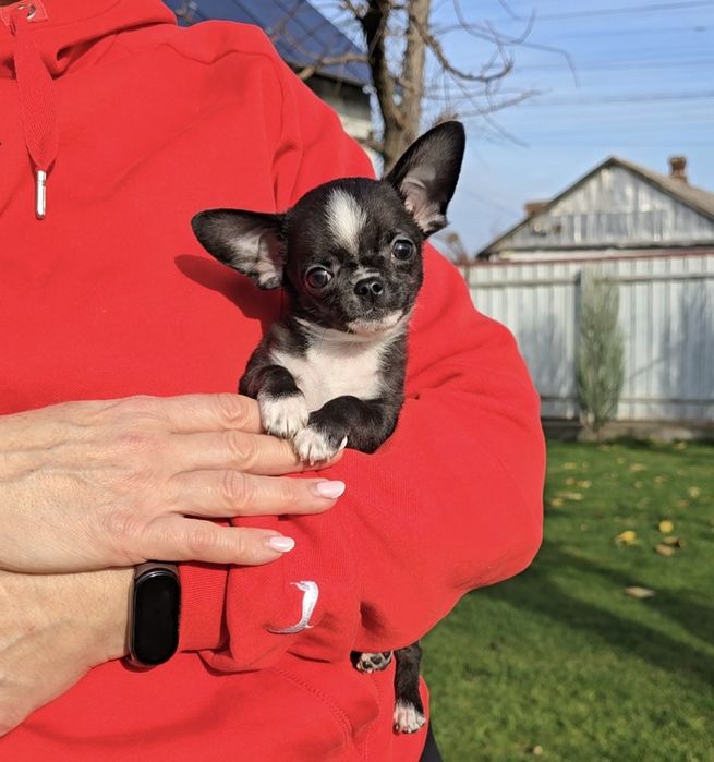 Чихуахуа. Лялькові красунчики.