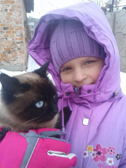 Сіамська кішка віддам безкоштовно