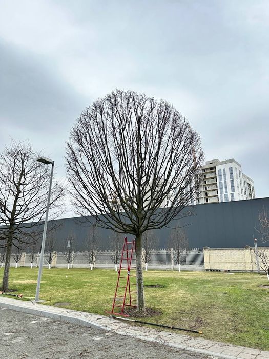 Обрізка дерев Київ | Плодові та декоративні