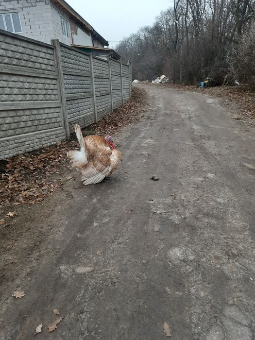 Индюки  на племя или тушками.