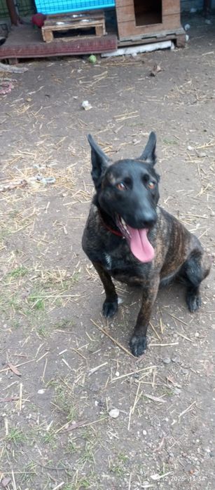 Ares szuka domu na zawsze