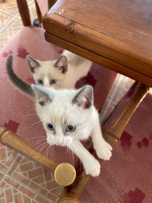 Doam-se gatinhos para adoção responsável .