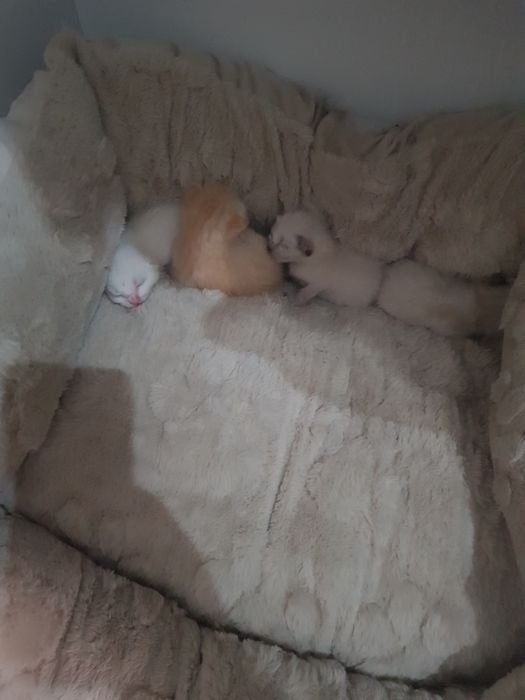 Gatos para adoção