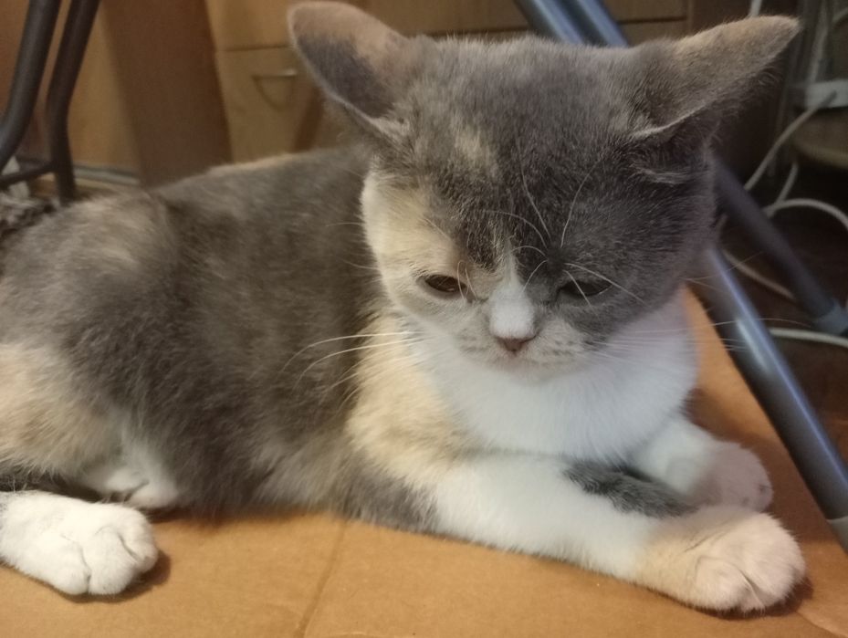 Британская кошечка