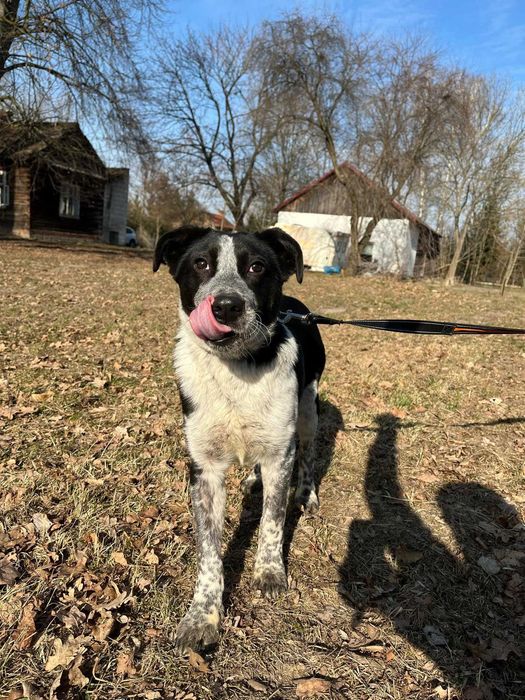 kundelek Dżemik, ale o urodzie Border Collie i Dalmatyńczyka szuka swojego domu
