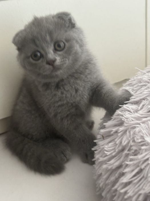 gatinho scottish fold