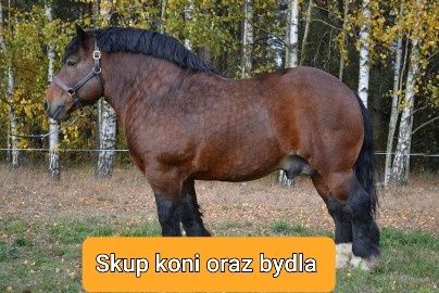 Skup koni bydła w każdej kondycji
