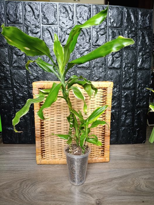 Продам різні драцени