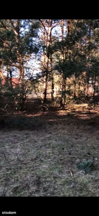 Twój dom wśród drzew – 1,125 ha z WZ przy Parku Krajobrazowym - Widok 3