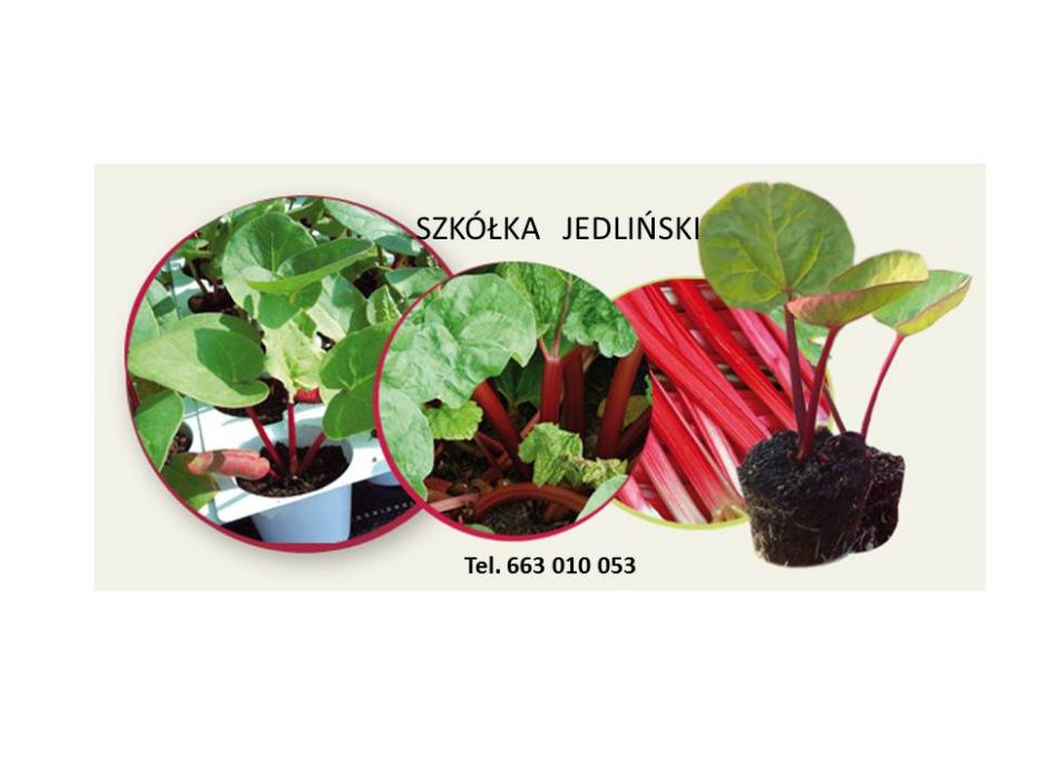 Sadzonki rabarbaru , karpy rabarbaru , rabarbar in vitro