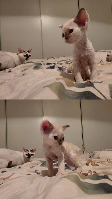 Felicia kotka devon rex do hodowli