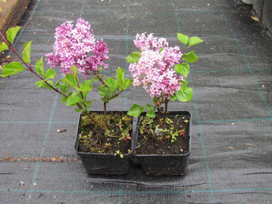 HORTENSJA Hydrangea  -  RÓŻANECZNIK Rhododendron  Lilak - Doniczka p-9