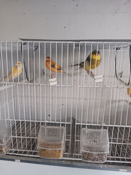 Canarios varias raças