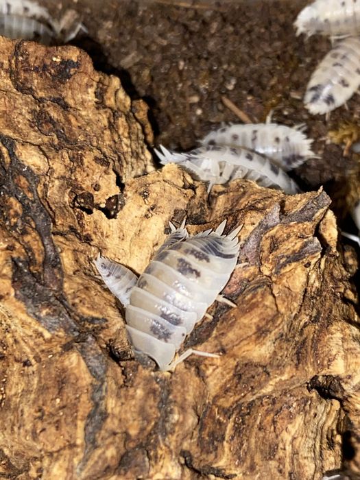 Porcellio laevis „Dairy Cow” isopody ekipa sprzatajaca do terrarium