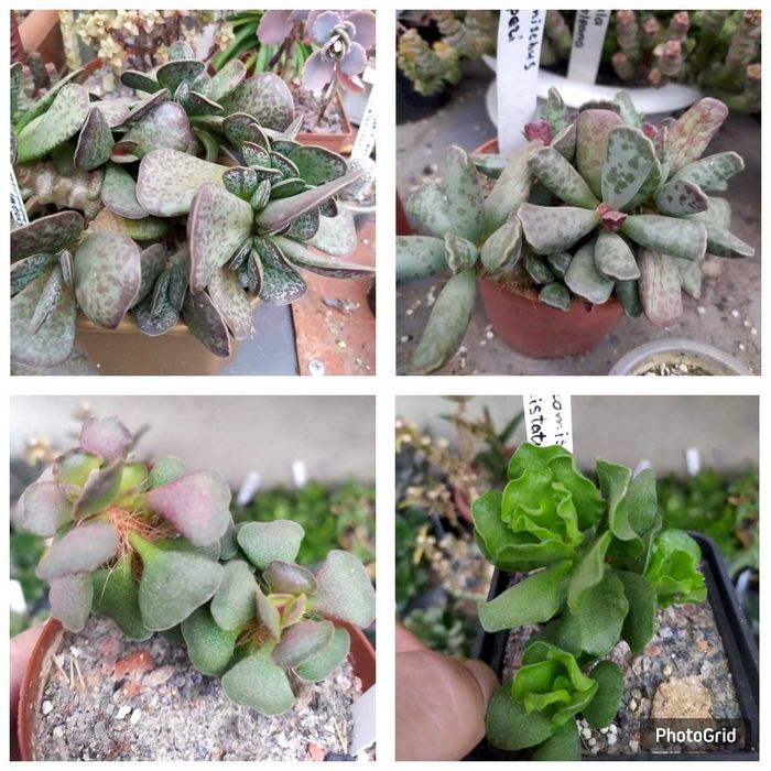 Продам излишки коллекции суккулентов