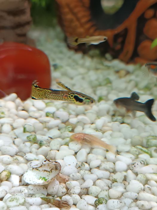 Sprzedam młode glonojady, glonojad,zbrojnik, ancistrus sp albino