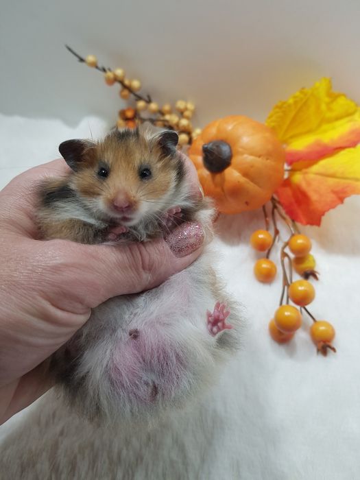 Chomik syryjski (Mesocricetus auratus) maluszki