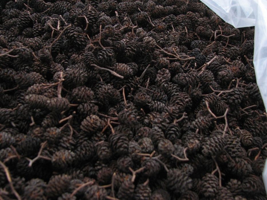 Szyszka olchy czarnej cięta na nasiona  200 gram [1000 szt. )