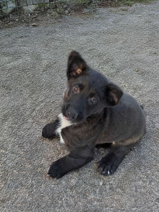 Pieski do oddania za darmo