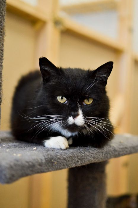 Maciuś -  wrażliwy kot do adopcji!