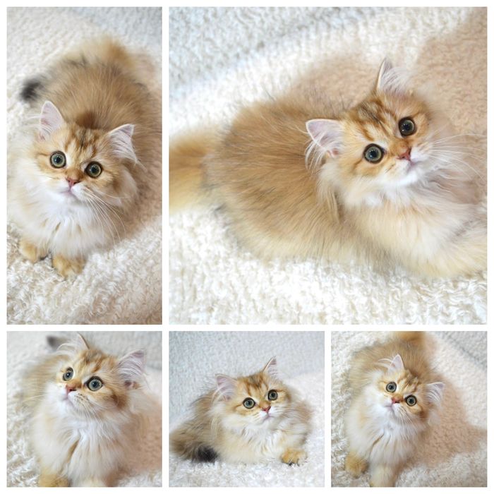 Британська золота шиншила кошенята