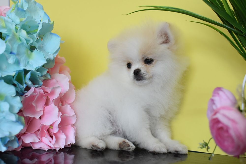 Міні дівчинка шпіцуля