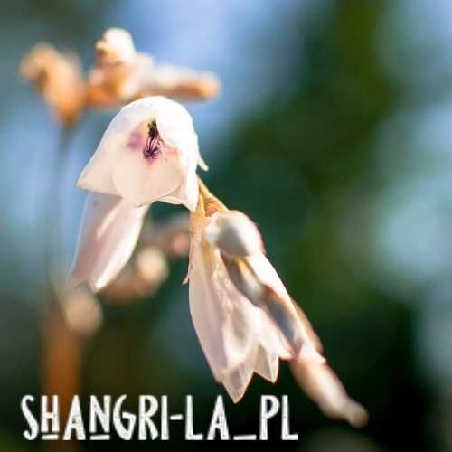 Dierama Pulcherrimum Album - Snowbells, Anielska wędka