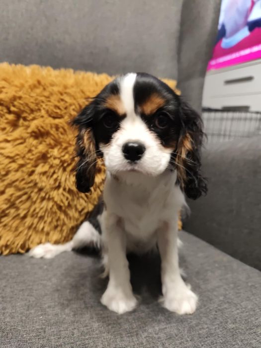Cavalier King Charles Spaniel, suczka.