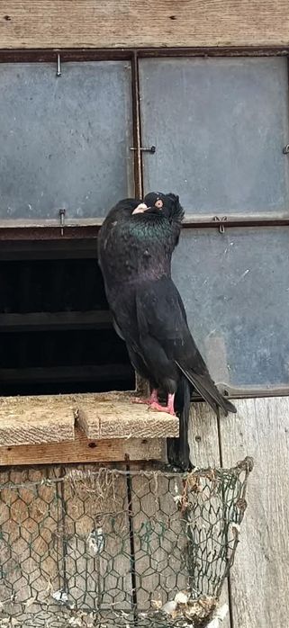 Gołębie - King i Garłacz