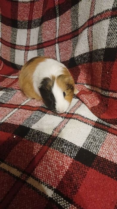 Морські свинки безкоштовно