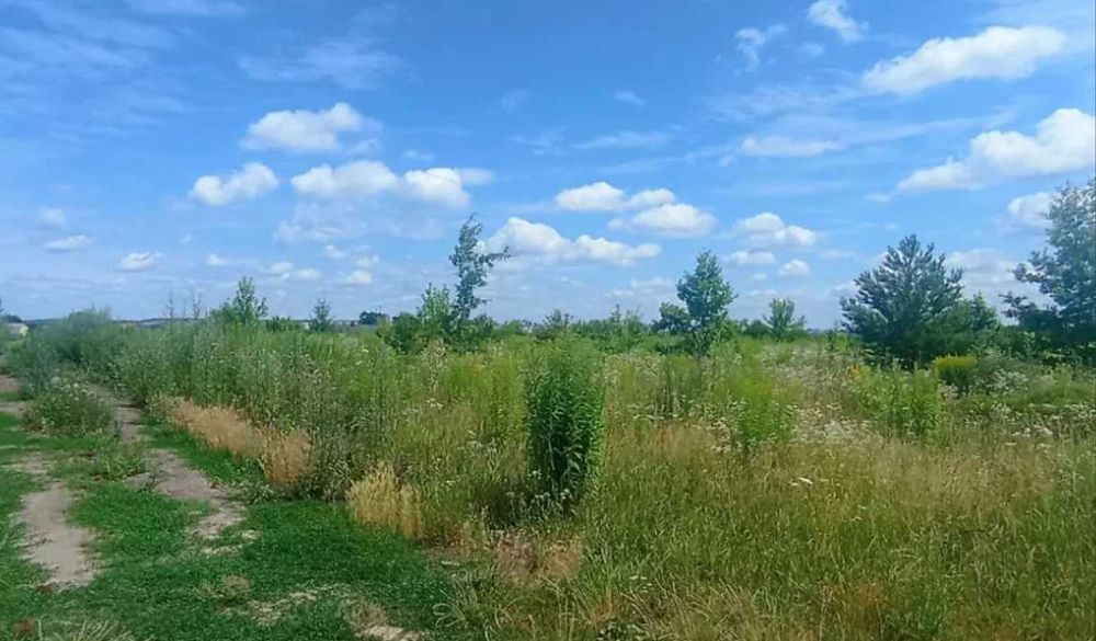 (8) Продам земельну ділянку в с. Агрономічне 9890