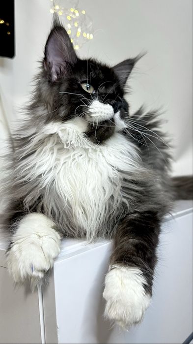 Розкішна дівчинка Мейн-кун з офіційного розплідника Lilit Pride Tigers