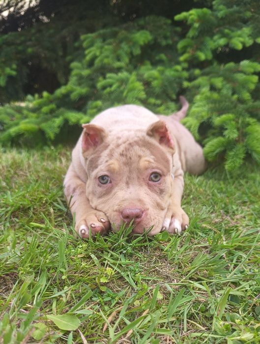 Piękny amstaff merle unikat kolor