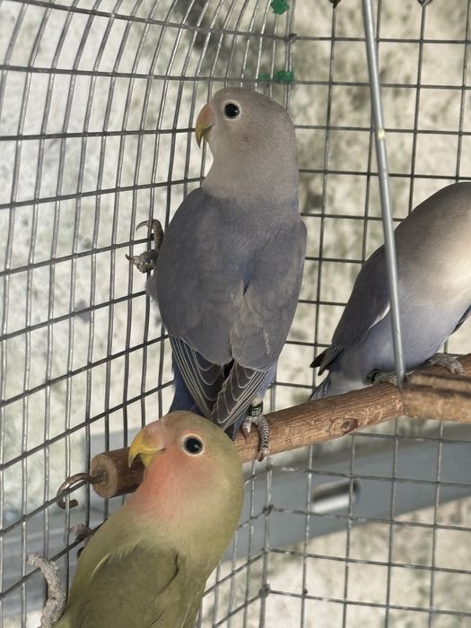 5 Agapornis linhagem long