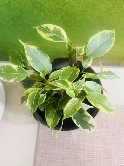 Фікус Бенджаміна