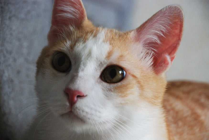 Лисик в поиске любящей семьи!