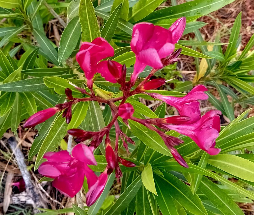 Loendro / Oleandro cor de rosa