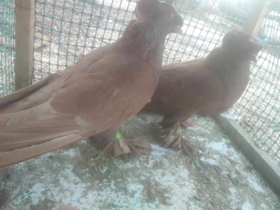 Gołębie ozdobne turkoty