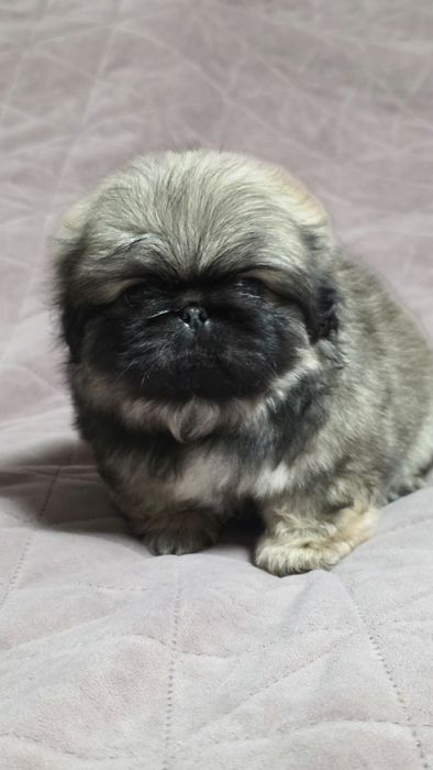 Королівський пікінес