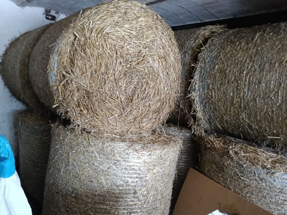 Słoma pszenżyto, sucha spod dachu