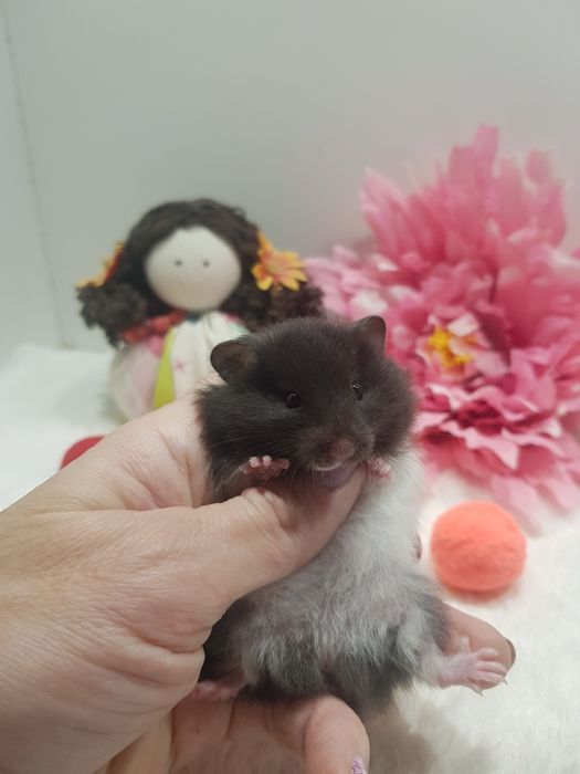 Chomik syryjski (Mesocricetus auratus) maluszki