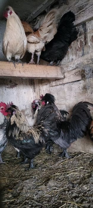 Koguty mix miniaturki