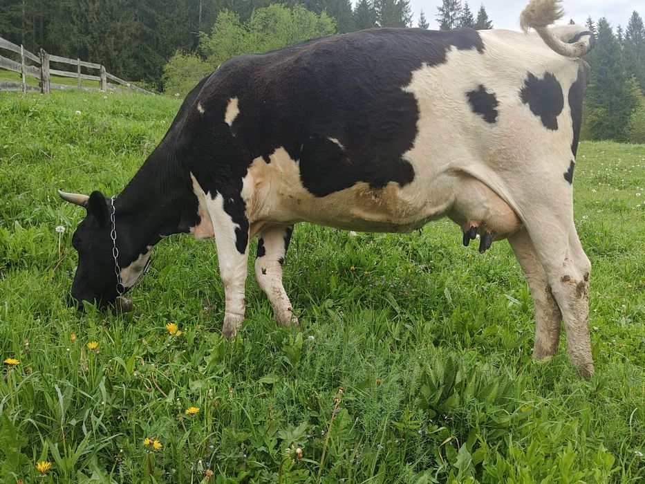 Продам породисту корову, породи ЧОРНА РЯБА недорого...