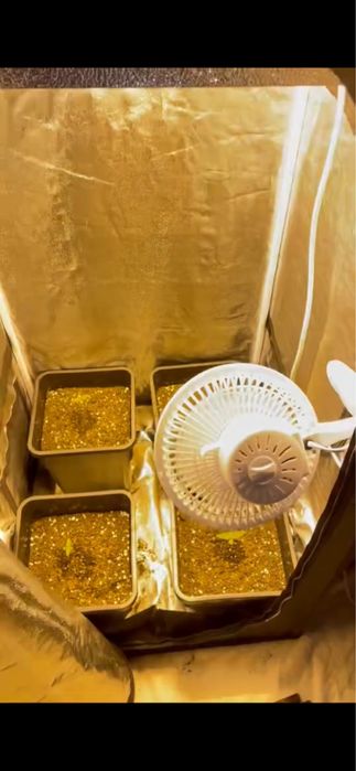 Estufa de cultivacão