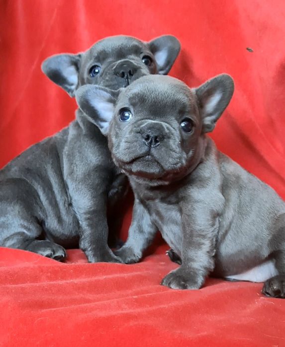 Красунчики блакитного кольору