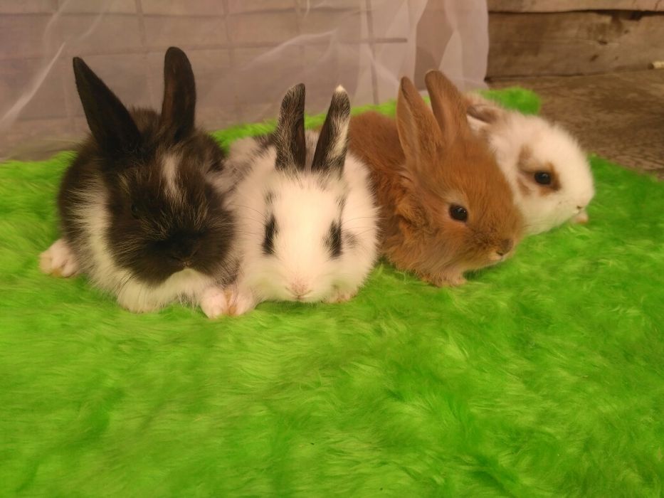 Декоративні кролики