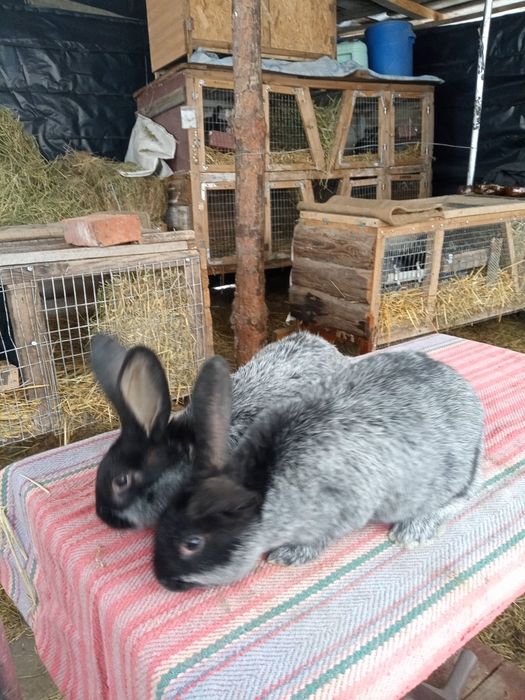 Продам кролів Полтавське Срібло віком вік 2-3місяця