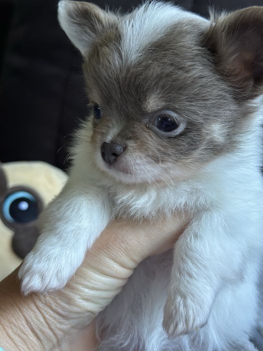 Dziewczynka chihuahua XS