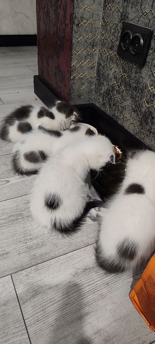 Отдам котят в добрые руки